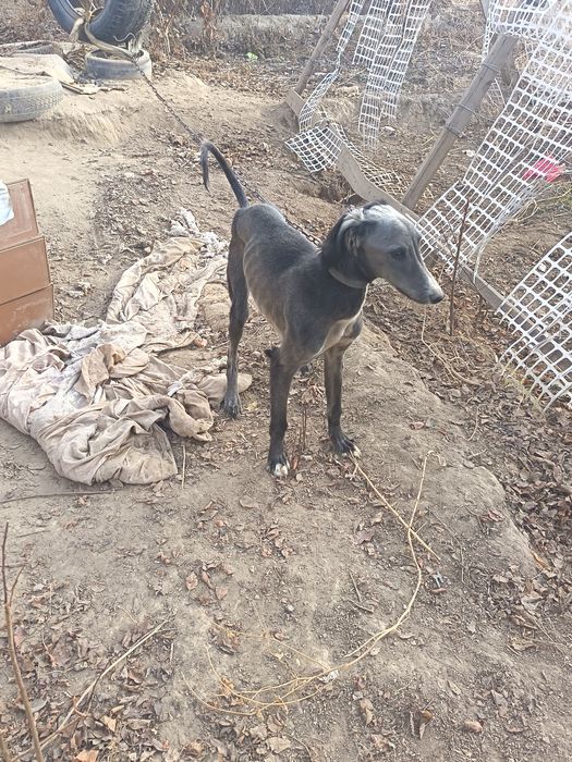 Тазы кушык сатылады