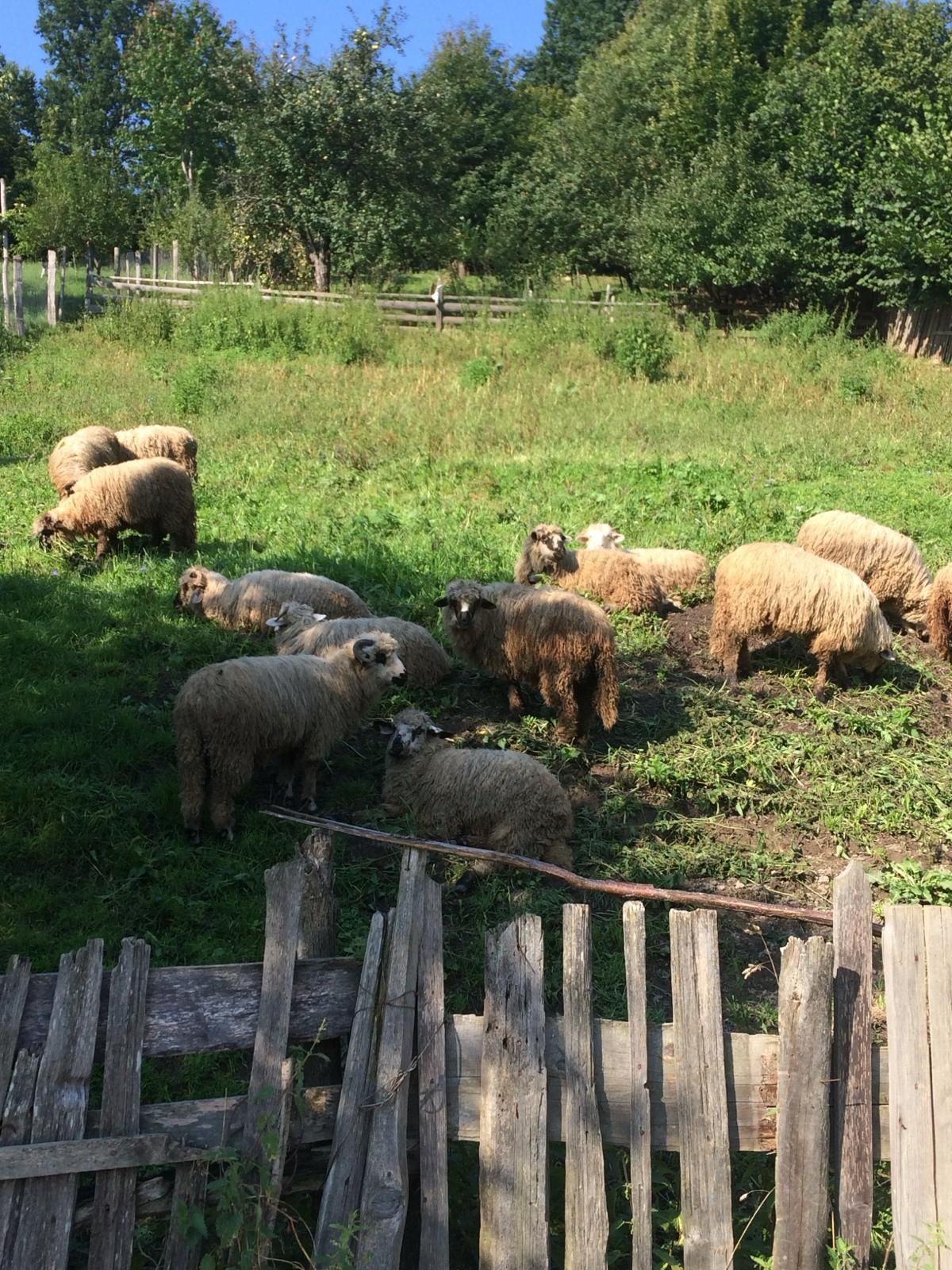 Teren intravilan, priveliste superba, la Viișoara, judetul Neamț