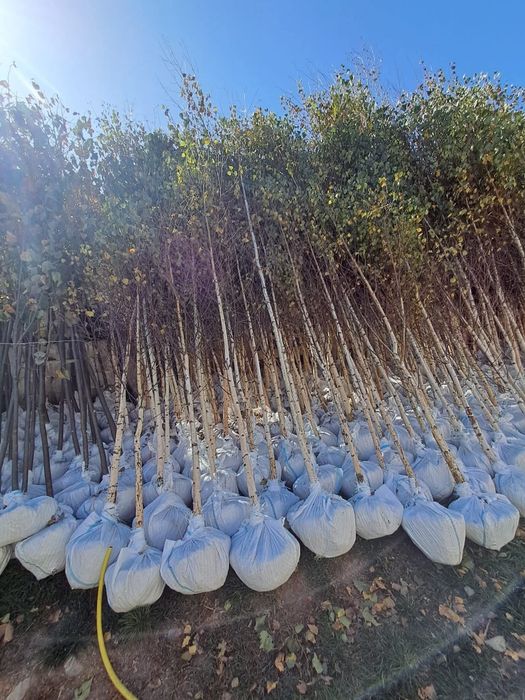 Vând mesteacăn alb ornamental diferite dimensiuni