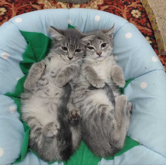 Пристраиваются замечательные котята