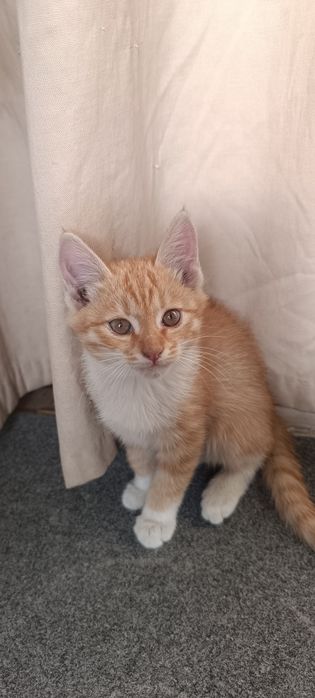 Пристраиваются котятки