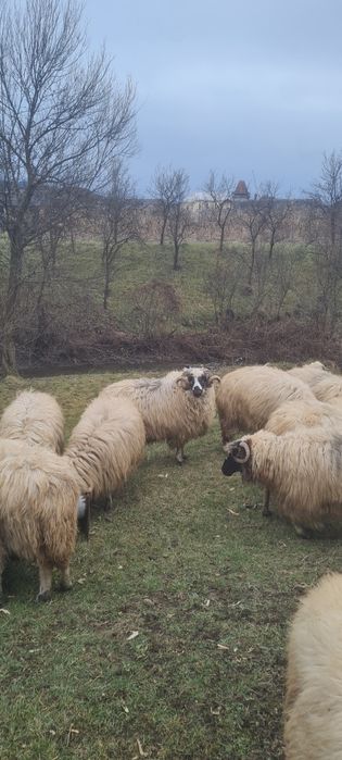 Mior de vanzare mai multe detalii la telefon