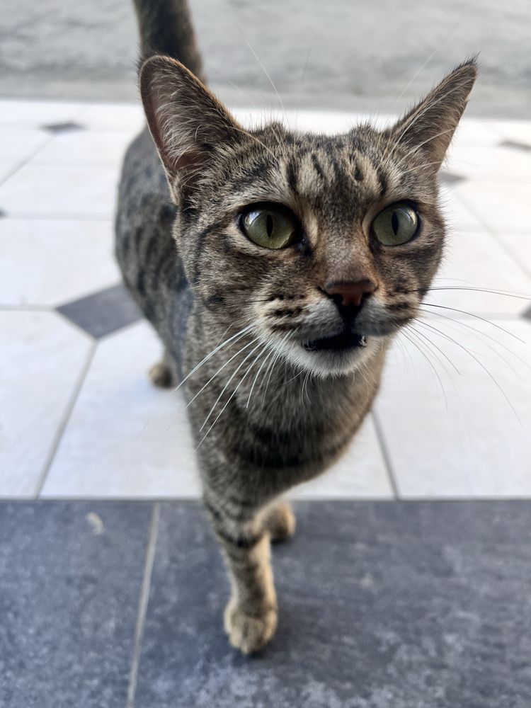 Кошка, здоровая, 2 года.