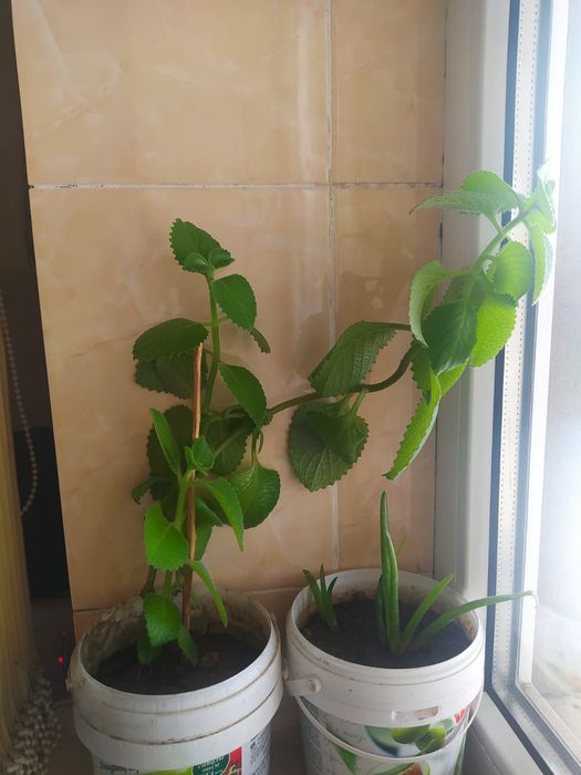 Комнатные цветы продам