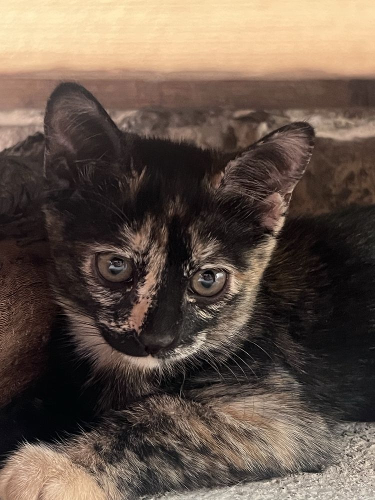 Отдам даром котят