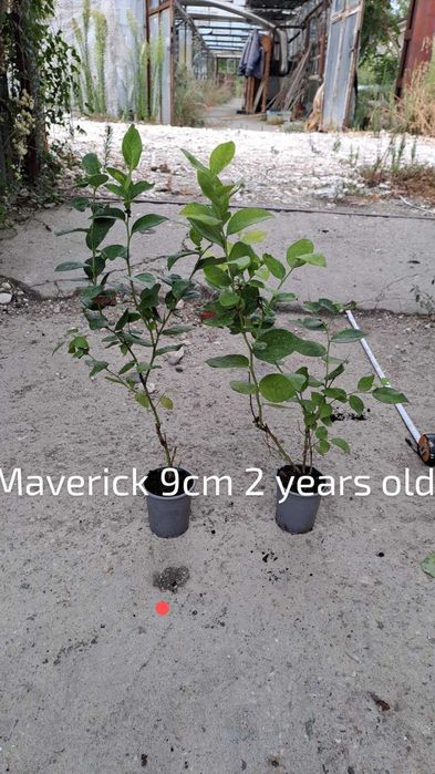 Разсад боровинки