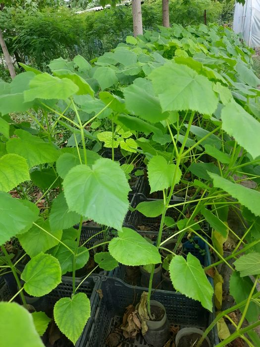 Paulonia tomentosa și arbori de matase