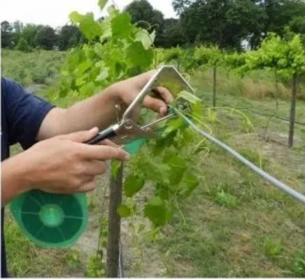 Aparat Cleste de legat via rosiile / Cleste de altoit / Banda Capse