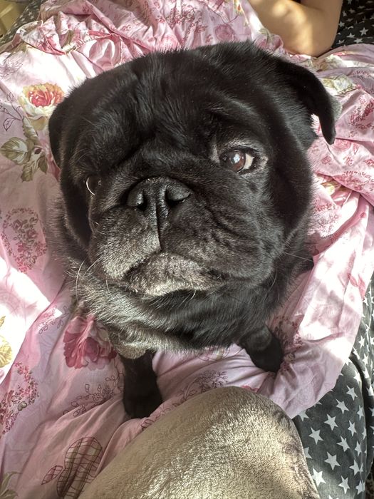 Вязка Мопс (кабель)