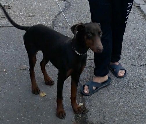 женски доберман на 5 месеца и половина