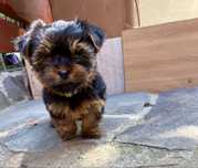 Yorkshire terrier isi cauta familie