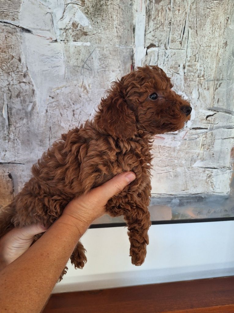 Pudel/Caniche pitic