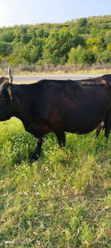 Продавам крава на 4 години и теле на година и половина