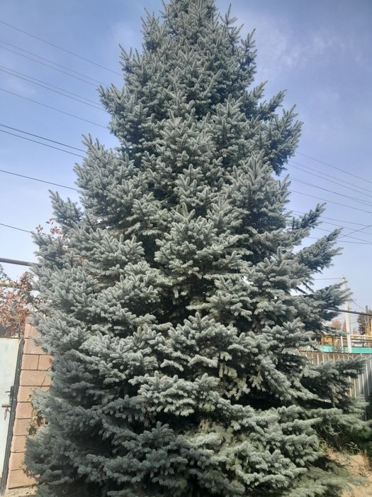 Канадская голубая ель.