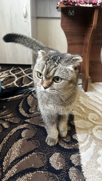 Britanskaya shinshilla sotiladi