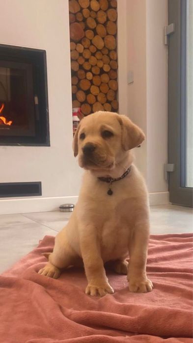 Pui Labrador Retriever cu Pedigree Tip A