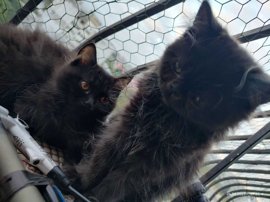 Породисти Персийски котета търсят своя отговорен стопанин / коте /