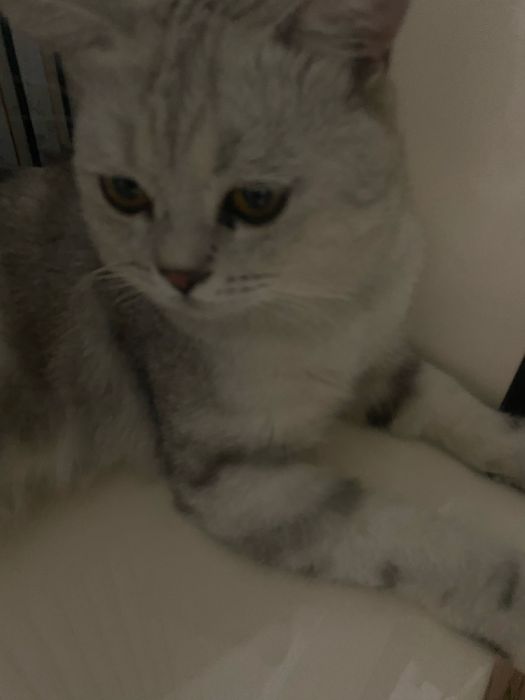 Продаётся кот/ шотландский
