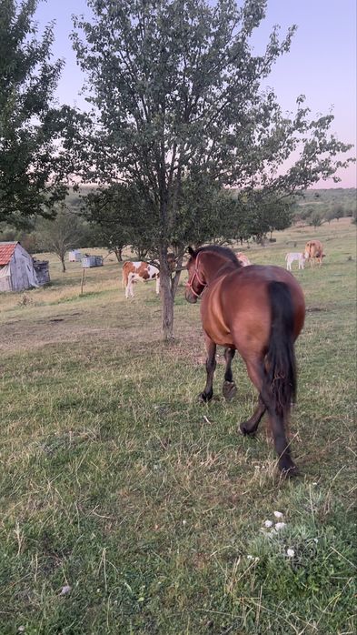 Vând cal cu vărsat de 3 ani