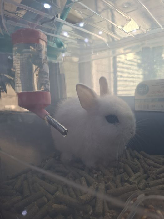 Кролик карликовый