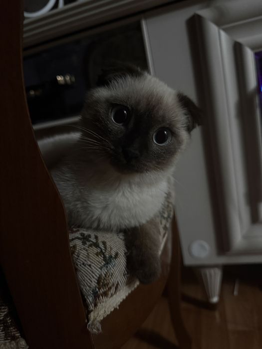 Продается котенок сиямский вислохуй