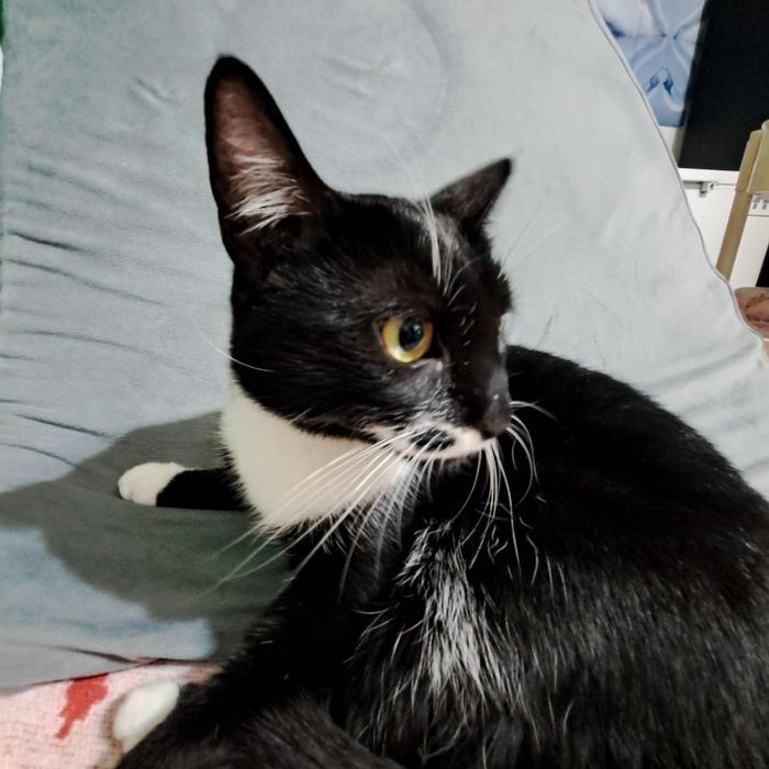 Adoptie pisica neagra Andra