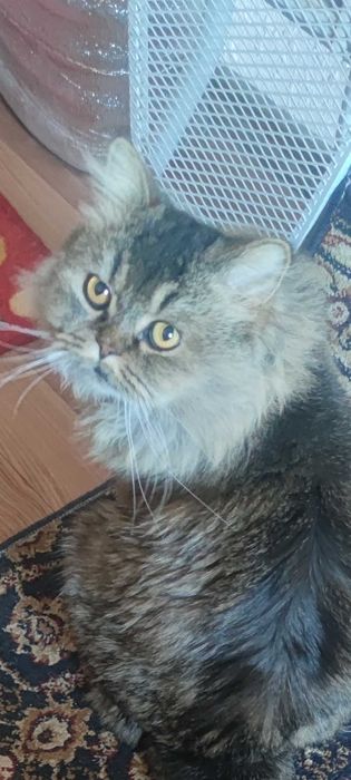 Hadyaga persidskiy mushuk beriladi