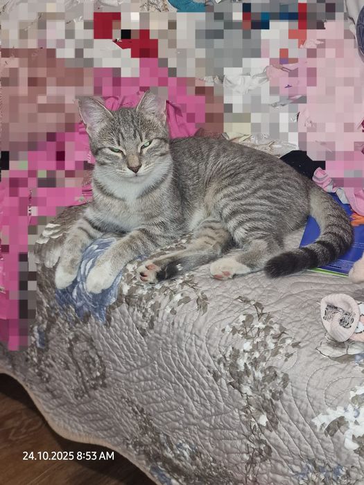 Pui de pisica spre adoptie