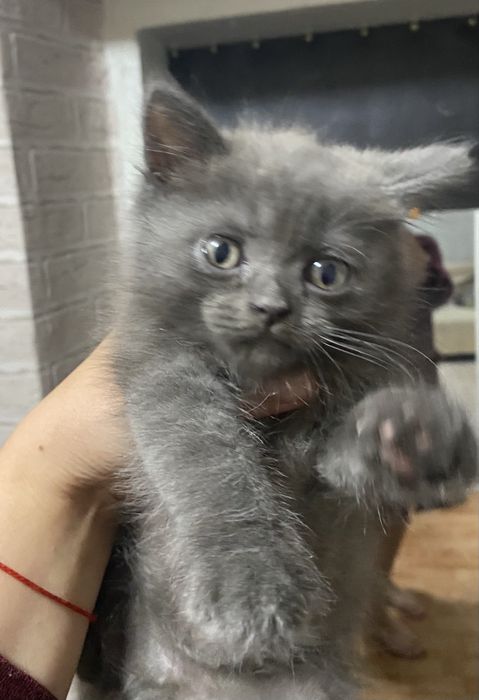 Котята британцы продам