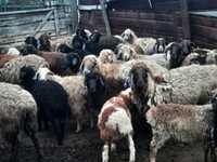 Продаю овец с ягнятами