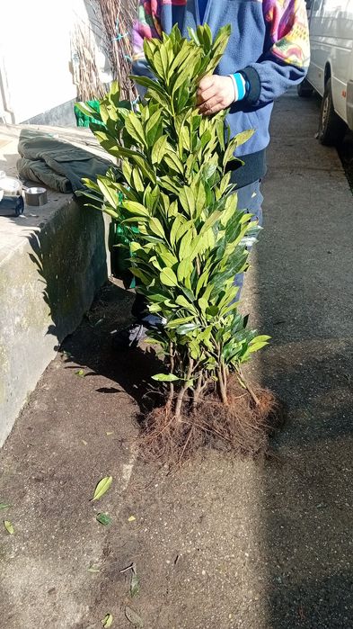 Vănd laur englezesc