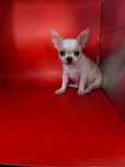 Chihuahua fetitã