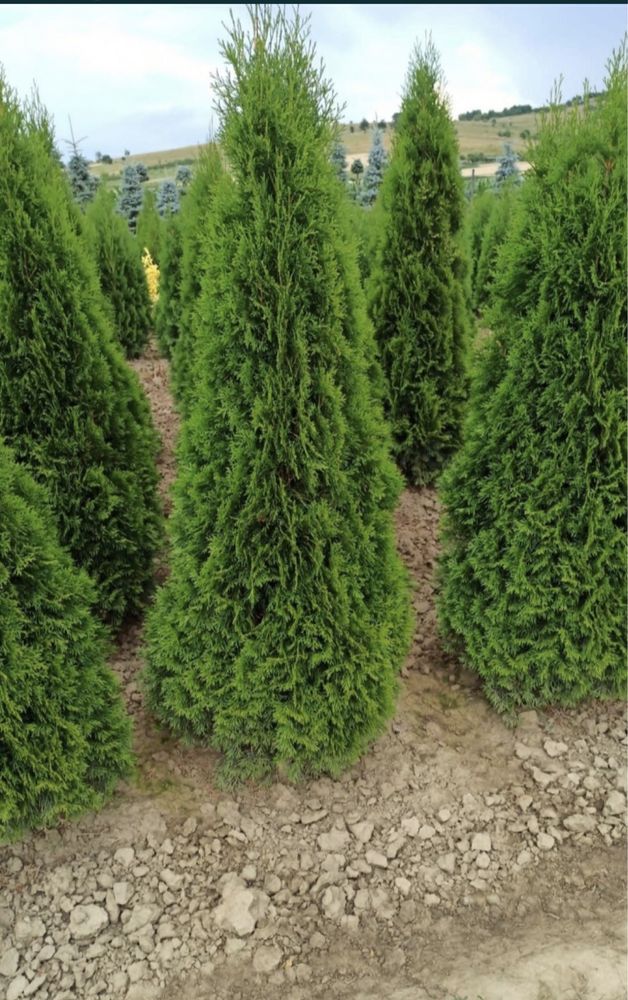 Plante ornamentale de orice specie
