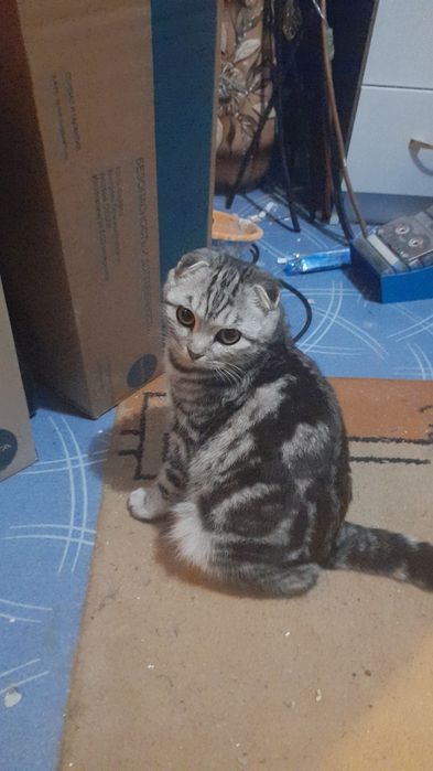 Продаю вислоухую