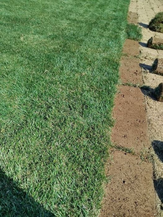 Газоны рулонный оптовая цена