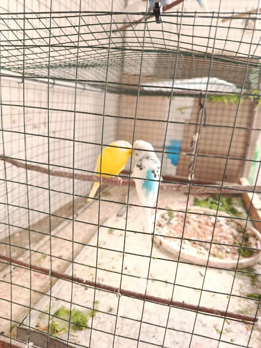 Toʻti sotiladi real oladiganlar tek qisin