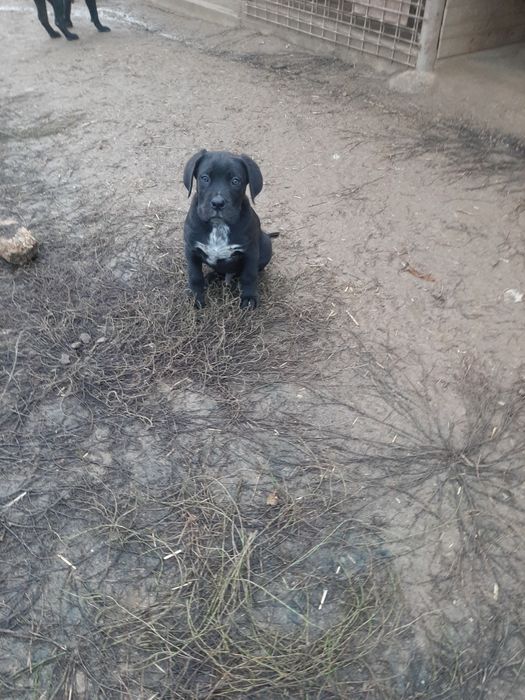 Cane corso negru