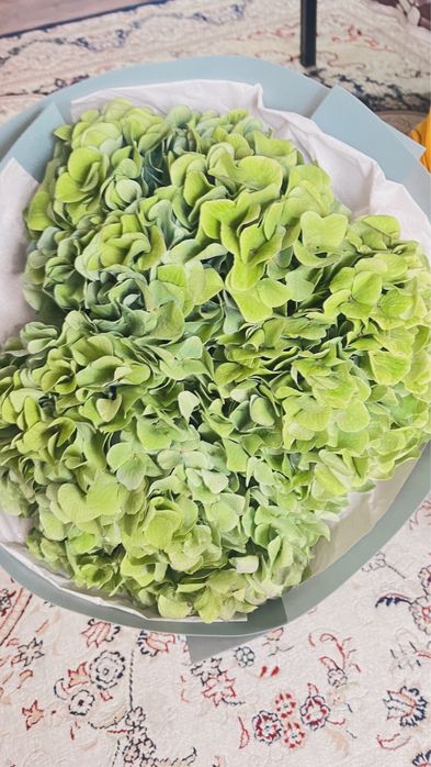 Продам гортензию