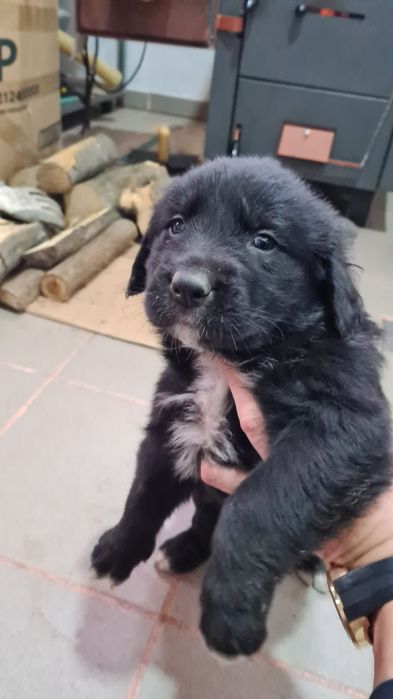 Donez trei cățelușe