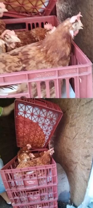 Oferta gaini ouatoare/ Gaini de ouat