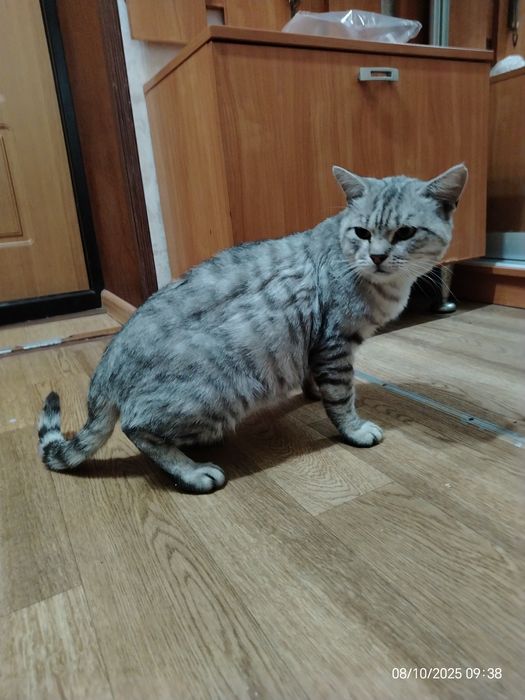 Шотландец кот красавец ищет дом и любящую семью.