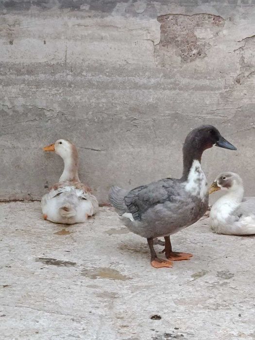 Favorit órdaklar sotiladi 100000 dan