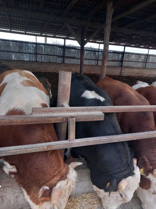 Tauri pt abatorizare, 550-600 kg