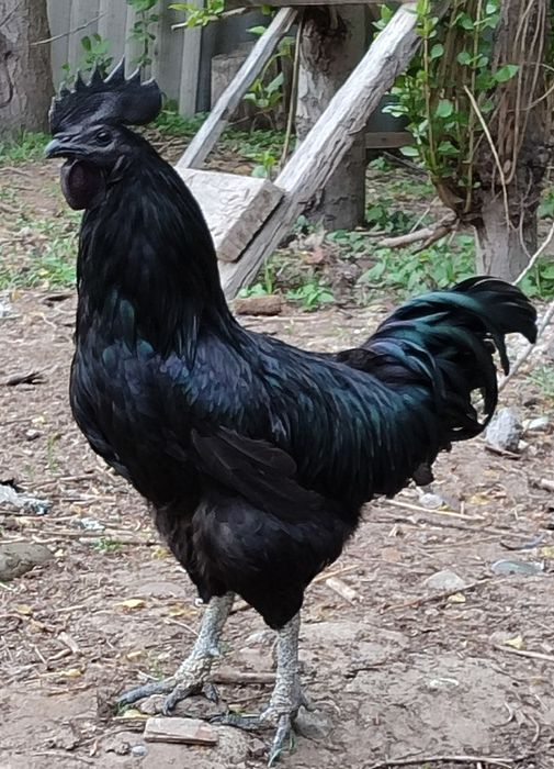 Ухейилюй кук рангли  тухумлари.