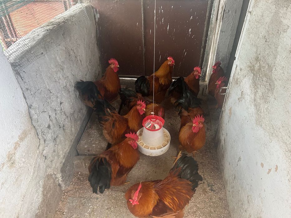 Cocosi New Hampshire din martie inelati