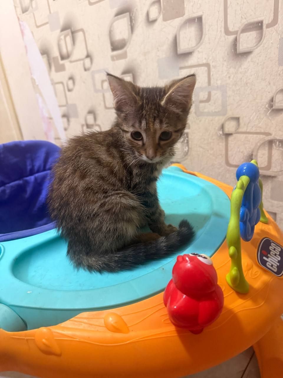 Котята 2 девочки в добрые руки