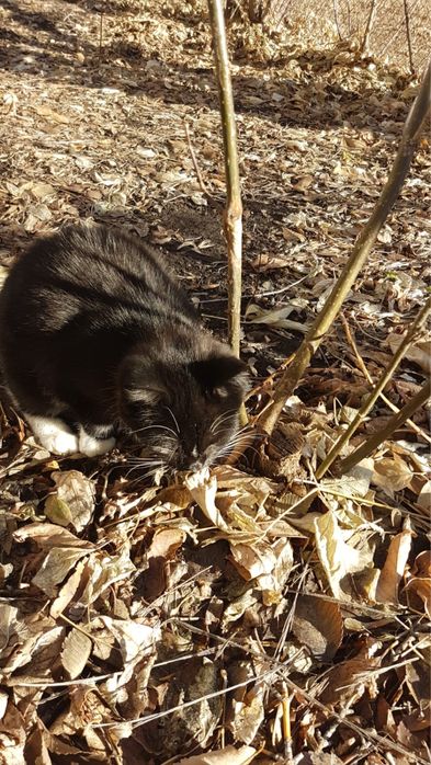 Отдам в любящие животных руки