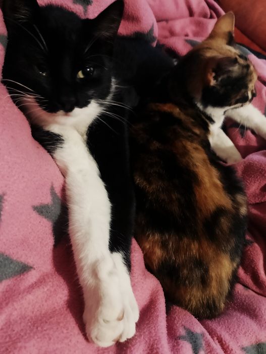 Donez pisici foarte iubitoare