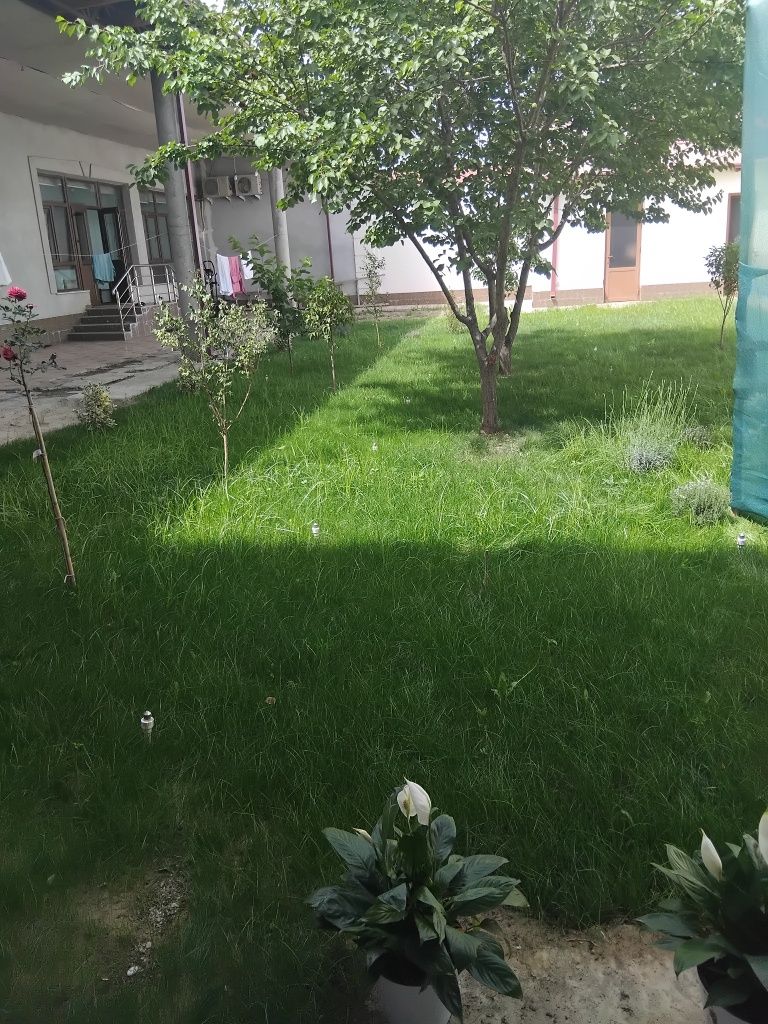 Gazon ekish archa kesish dorlash xizmati