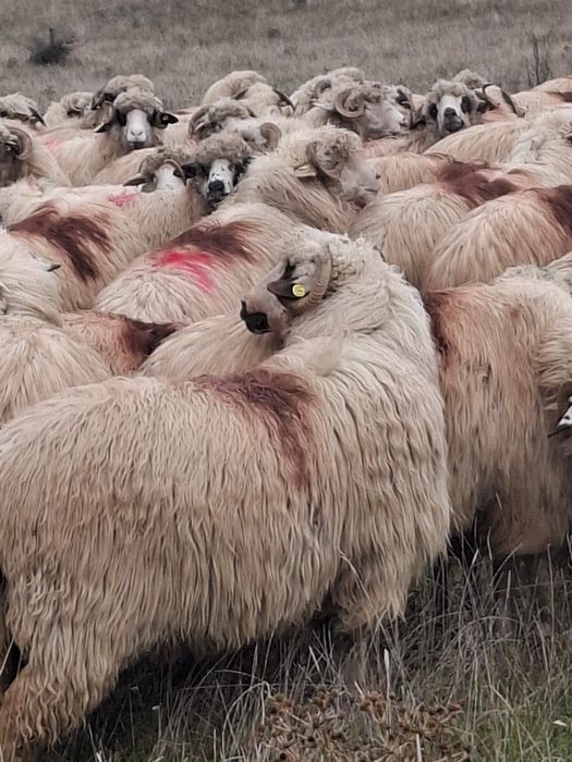 Vând 250 de oi bune de lapte